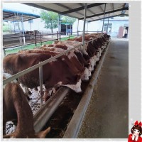 求购杂交散养公牛