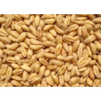 [求]饲料厂大量求购玉米、小麦，油糠，菜枯
